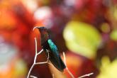 Un colibri enfin au repos dans le jardin de L'Oasis de L'Anse bleue