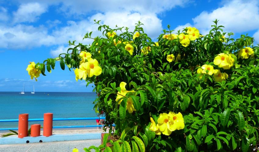 Fleurs d'alamanda dans le bleu de la mer des Anses d'Arlet bourg.