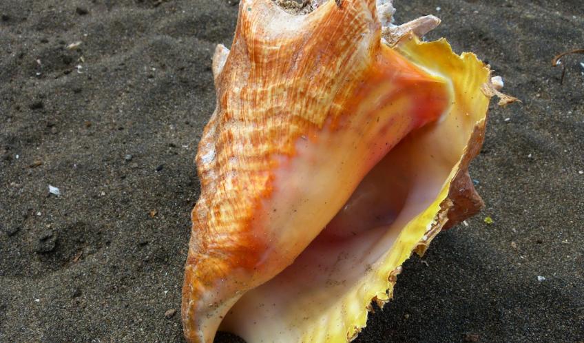 Un lambi. Vous trouverez des coquilles en tas sur la plage. Une fois mangés,les coquillages servent de lest pour les filets de pêche.