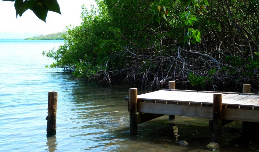 Vatable. La mangrove et ses palétuviers.